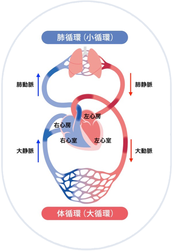 血液循環の仕組み(肺循環・体循環)