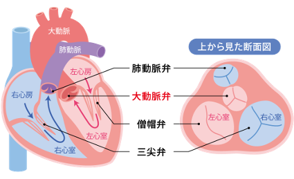大動脈弁断面図
